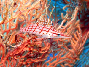 18  Korallen Seesterne Anemone - Schwimmen Tauchen Tirol